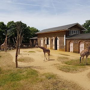 giraffes