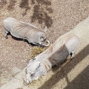 looking down on animals