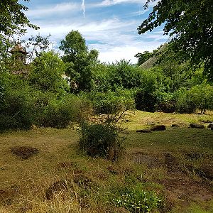 Galapagos tortoise outdoors