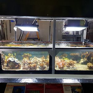 educational display: coral nursery