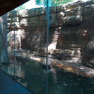 North America - Grizzly Bear Exhibit