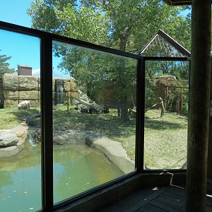 North America - Black Bear Exhibit