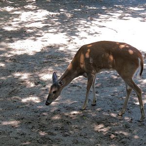North America - Sandhill Crane, White-tailed Deer, and Wild Turkey Exhibit