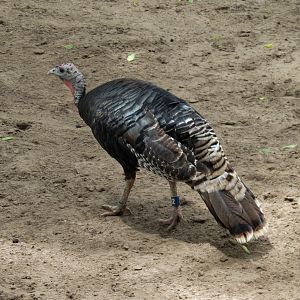 North America - Sandhill Crane, White-tailed Deer, and Wild Turkey Exhibit
