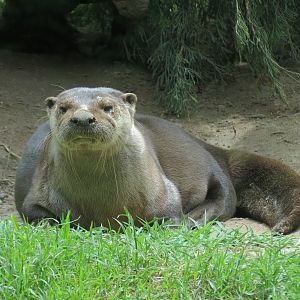 North America - River Otter Exhibit