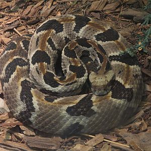 North America - Timber Rattlesnake