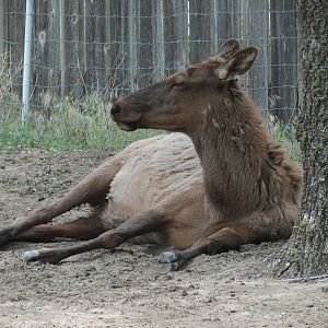North America - Elk Exhibit