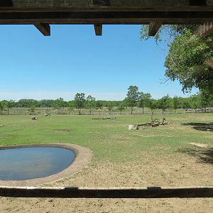 North America - Elk Exhibit
