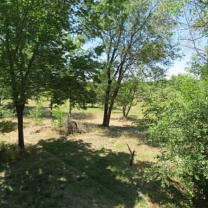 North America - Mexican Wolf Exhibit