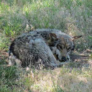 North America - Mexican Wolf Exhibit