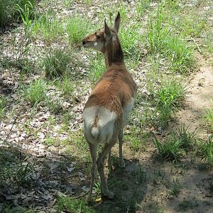 North America - Pronghorn Exhibit