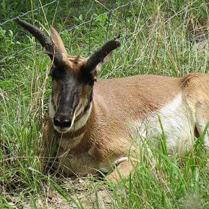 North America - Pronghorn Exhibit