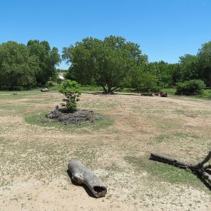 North America - American Bison Exhibit
