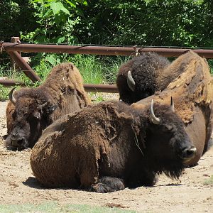 North America - American Bison Exhibit