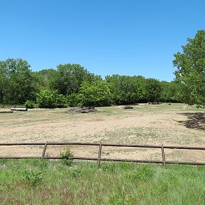 North America - American Bison Exhibit