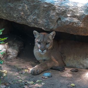 North America - Cougar Exhibit