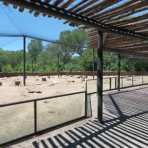 North America - Black-tailed Prairie Dog Exhibit