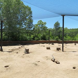 North America - Black-tailed Prairie Dog Exhibit