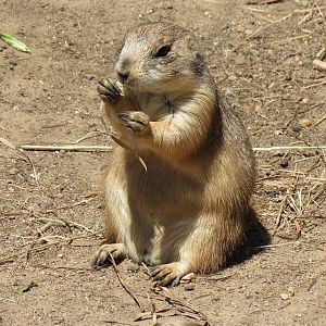 North America - Black-tailed Prairie Dog Exhibit