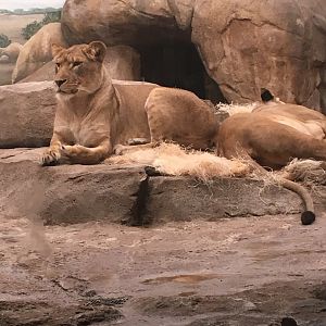 African Lionesses | Milwaukee County Zoo