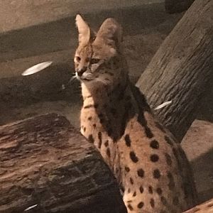 Amos | Milwaukee County Zoo