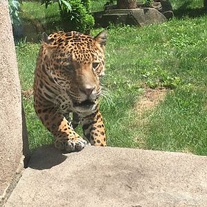 Frankie | Milwaukee County Zoo