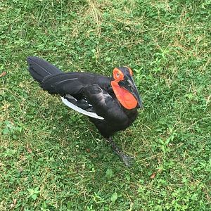 Southern Ground Hornbill | Milwaukee County Zoo