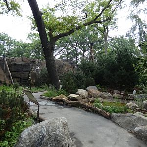 Snowy Owl and Great Grey Owl Walk-through