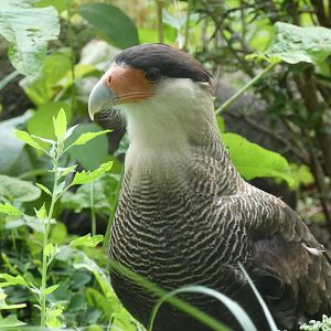 Crested Caracara