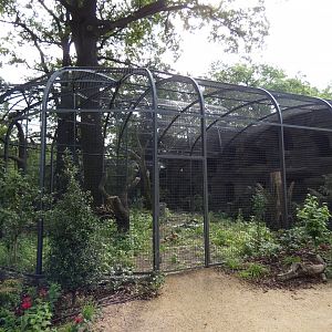 Eurasian Griffon Vulture aviary