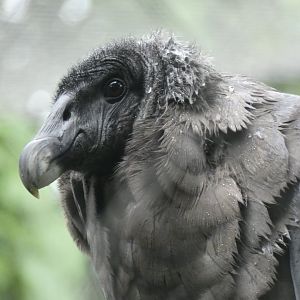 Andean Condor