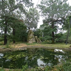 Andean Condor aviary