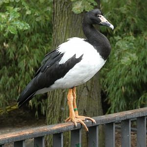 Magpie Goose