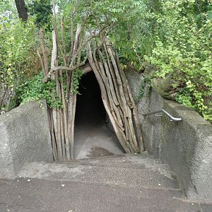 Entrance to Eurasian Beaver dens