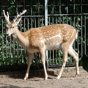 Persian Fallow Deer