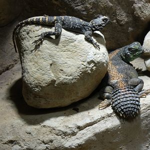 Omani Spiny-tailed Lizard and Black Agama