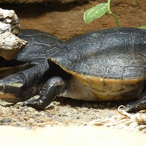 Red-bellied Short-necked Turtle