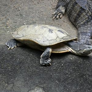 Hilarie's Side-necked Turtle
