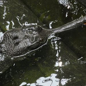 Gharial