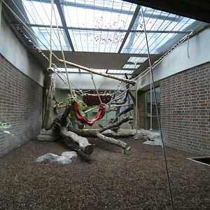 Hanuman Langur indoors