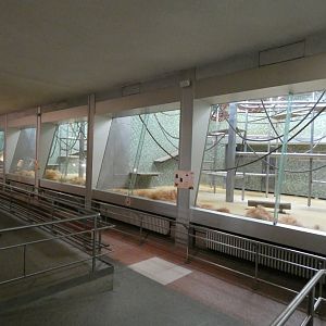 View of Sumatran Orang-utan Indoors