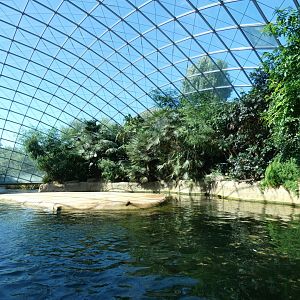 View of Common Hippo indoors