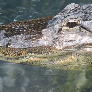Amarican aligator