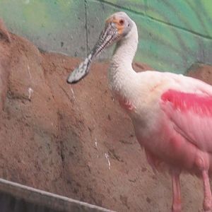 roseate spoonbill