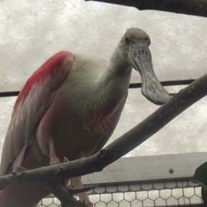 roseate spoonbill