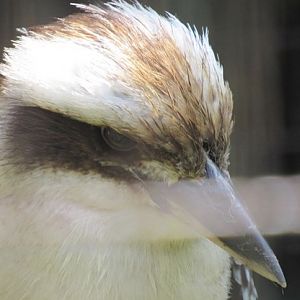 Kookaburra