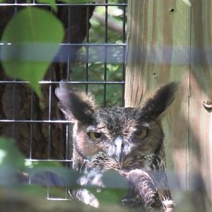 Great horned owl