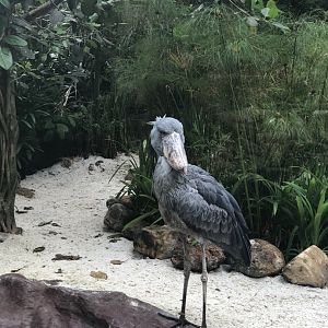 Shoebill