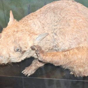 Northern Hairy-nosed Wombat (Lasiorhinus krefftii)