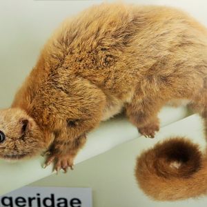 Lemuroid Ringtailed Possum (Hemibelideus lemuroides)